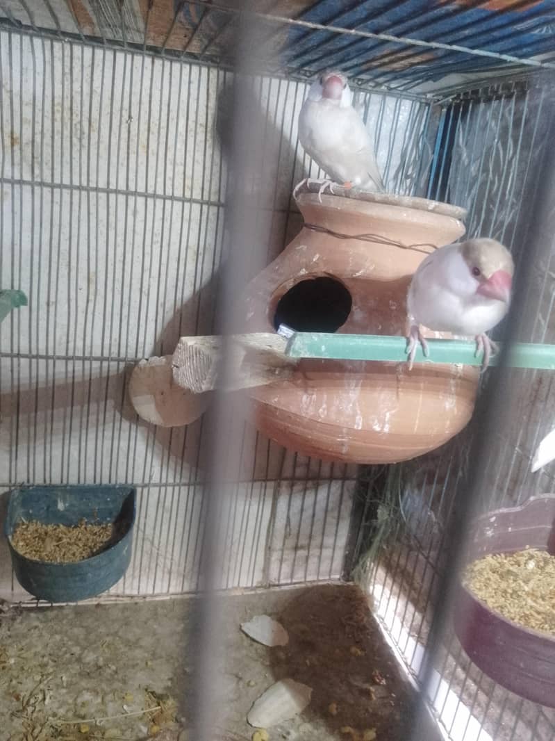 fown java 03181062909 6