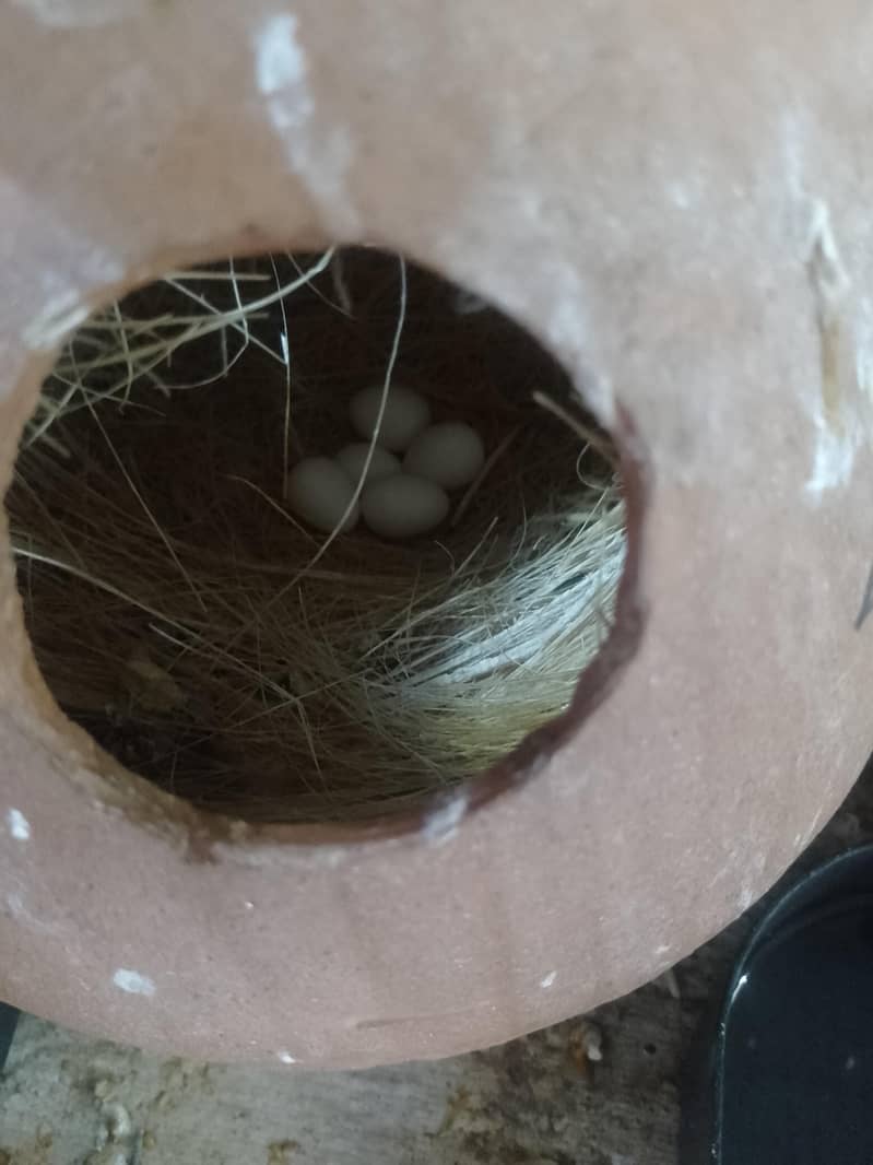 fown java 03181062909 7