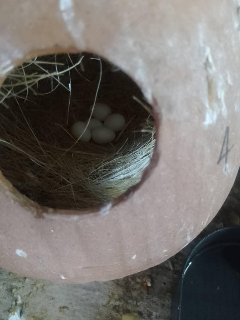 fown java 03181062909 8