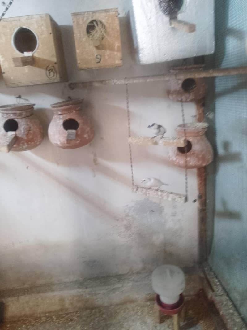 fown java 03181062909 9