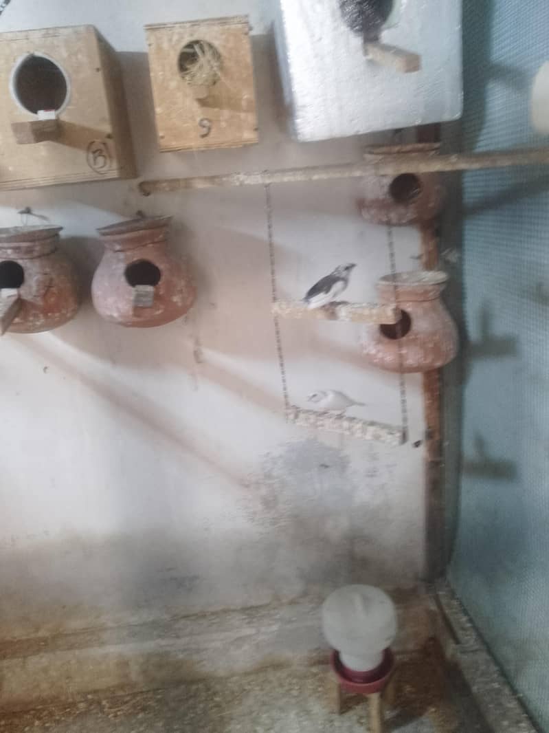 fown java 03181062909 10