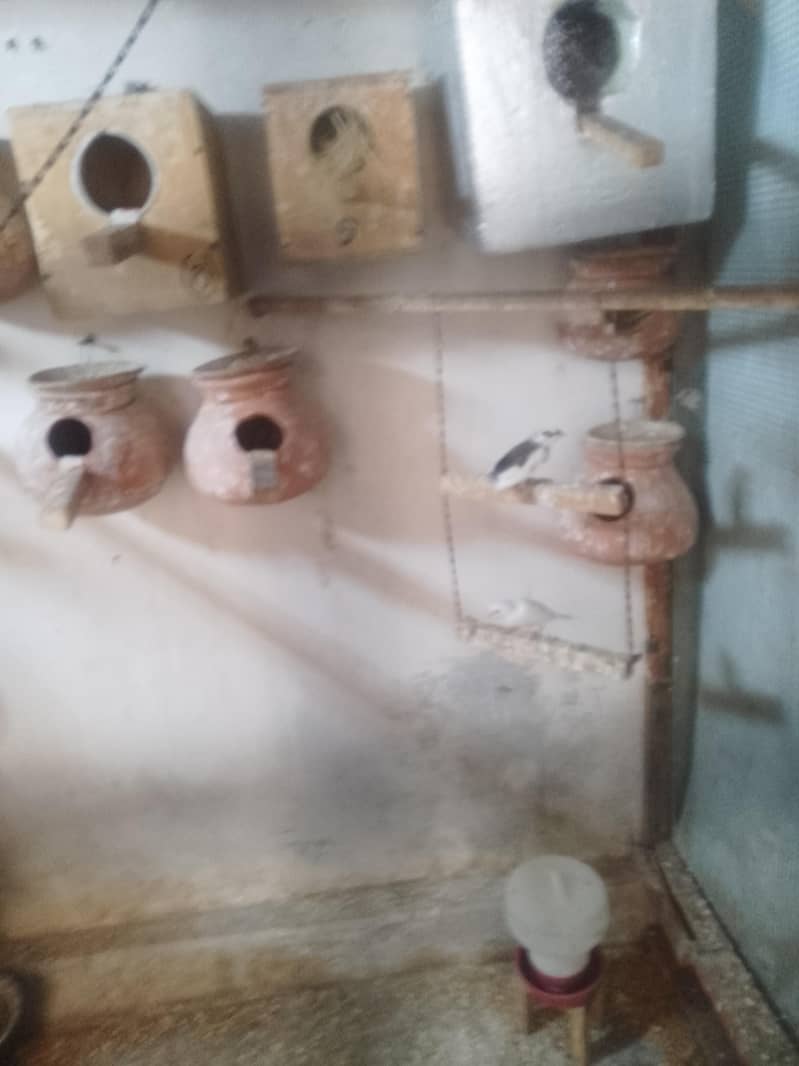 fown java 03181062909 11