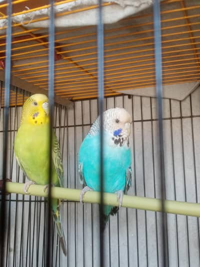 King - Undersize Females