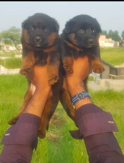 German shepherd Pair  | Puppy | GSD | Dog for sale | Long coat