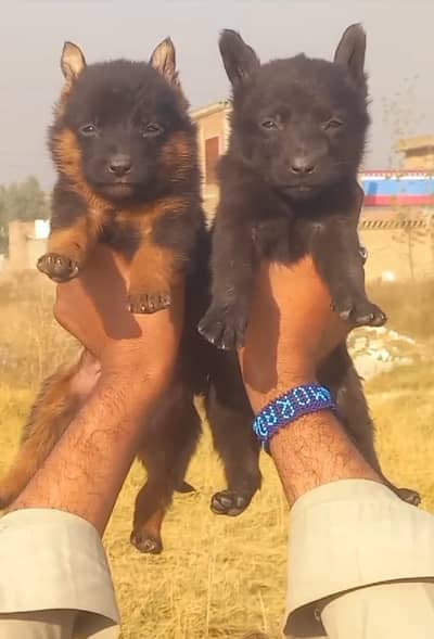Black German shepherd  Long coat | Puppy | GSD | Dog for sale