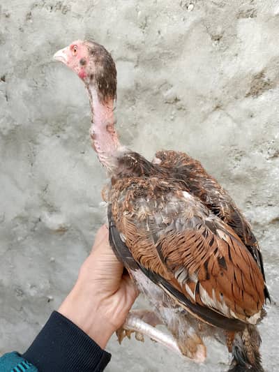 3 peice pure aseel miawali and exchange b available hai