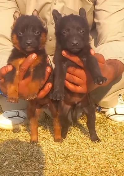 German shepherd puppies for sale / puppy / GSD pup / german sheph
