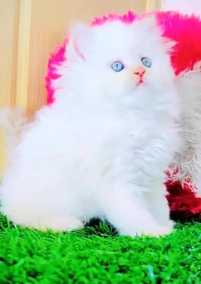 Persian female kitten for sale 0320-82-95-997 Whatsapp number