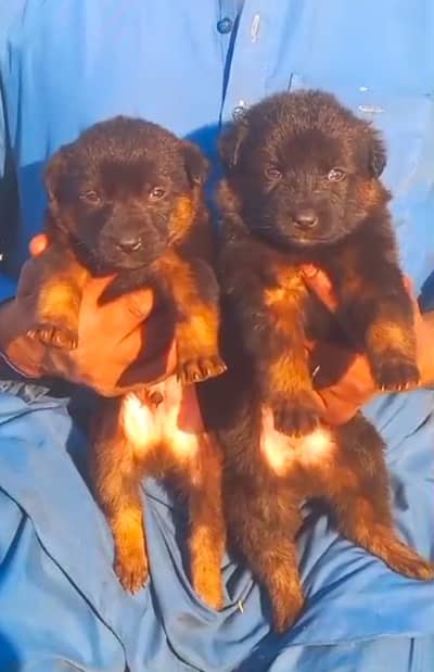 German shepherd puppies for sale / puppy / GSD pup / german sheph