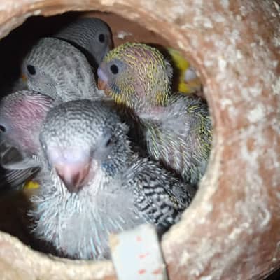 Budgie Mature Breedar Pairs and  Baby For Hand Tame Australian Parrot