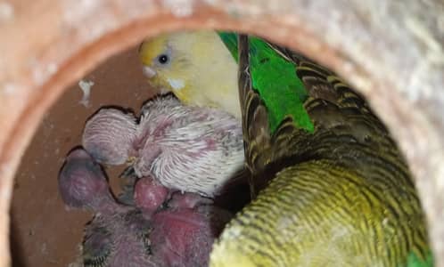 Budgie Mature Breedar Pairs and  Baby For Hand Tame Australian Parrot