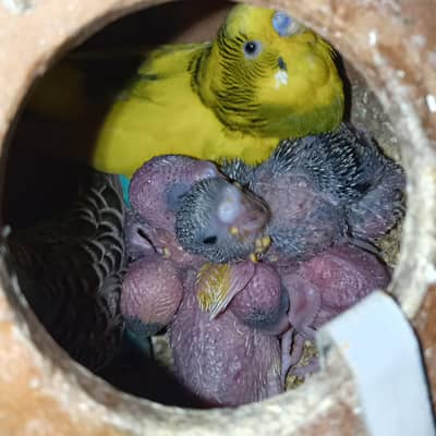 Budgie Mature Breedar Pairs and  Baby For Hand Tame Australian Parrot