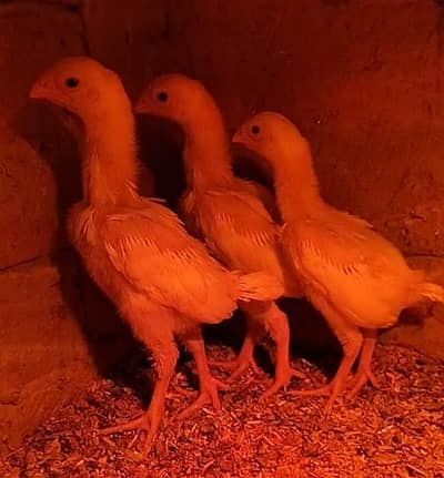 king size/black shamo chiks /high quality/white shamo/pure aseel shamo