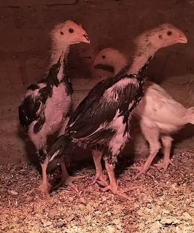 king size/black shamo chiks /high quality/white shamo/pure aseel shamo