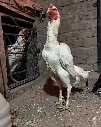 king size/black shamo chiks /high quality/white shamo/pure aseel shamo