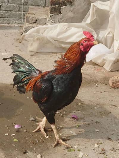 Aseel Mian wali Male