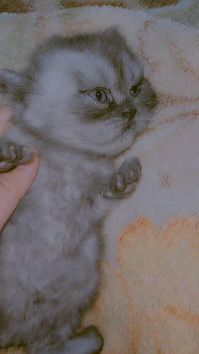 Persian kitten 