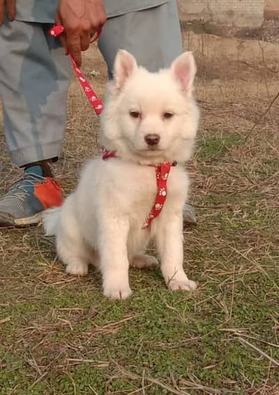 Russian papy mail available for sale active and healthy 2 mahnt