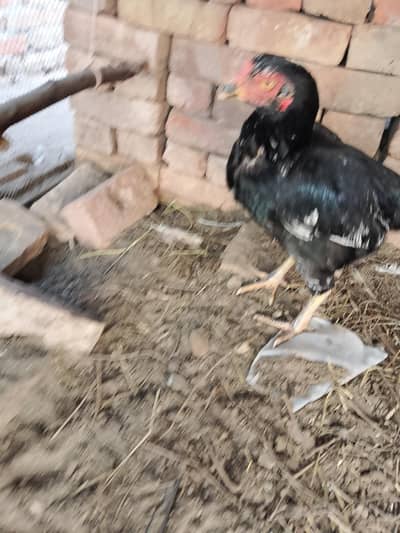 Mushki aseel murgi first clutch heavy structure