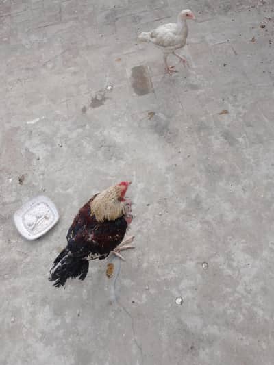 Aseel murga sale giift