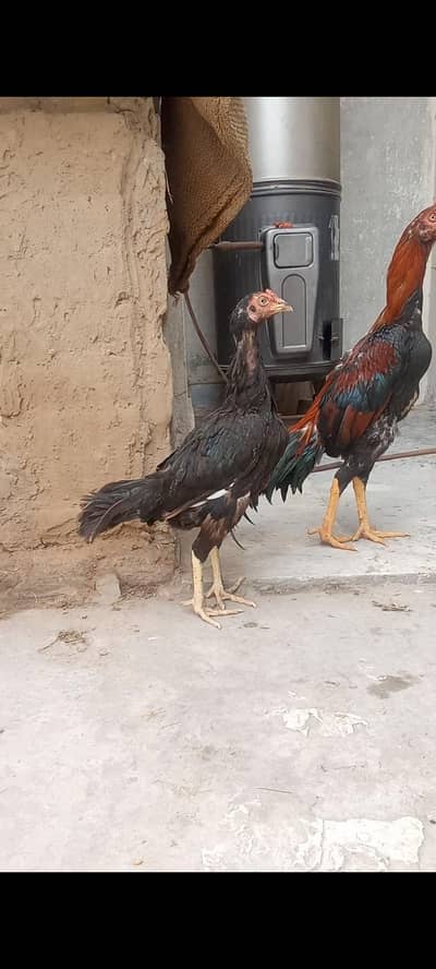 kili Taj murgi for sale