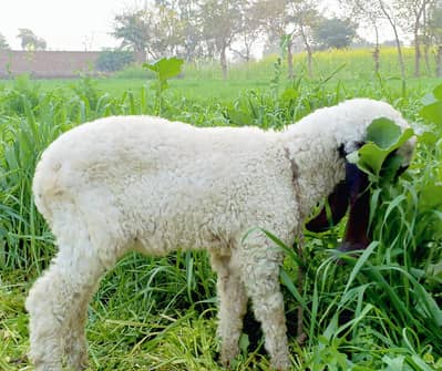 Pure Kamori Dunba اصلی کاموری نسل  کا دنبہ