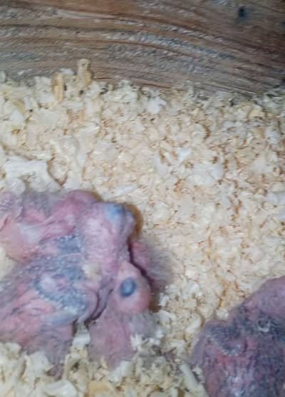 YELLOW SIDE X PINEAPPLE CONURE CHICKS FOR SALE