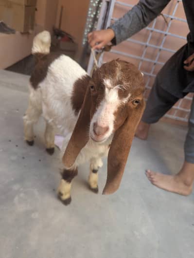 Beetal bakra 3.5 months