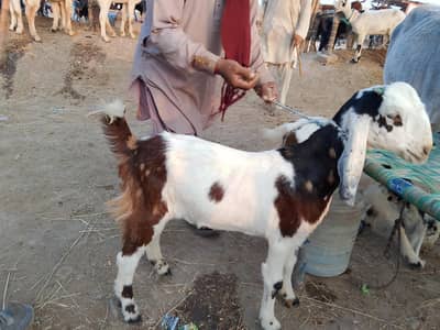 Bakra