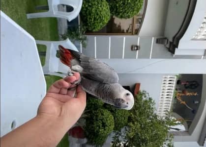 African Grey parrot male
