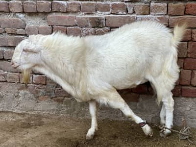 White and Black Tedda Barbari breed | White Eyes Quality Breed