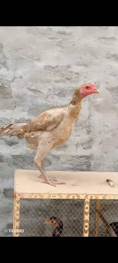 Aseel Thai Pakoy Saleti Madi