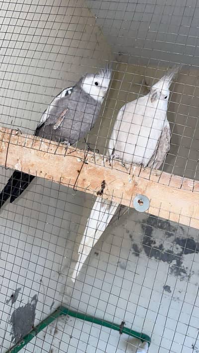 breeder pair of cocktail and breeder pair of australian parrot