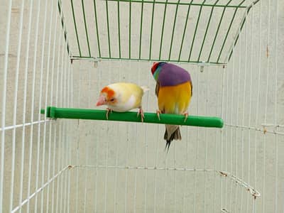 goldion finch pair