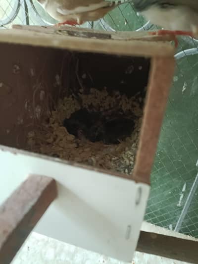 finch pair with 6 chicks for sale