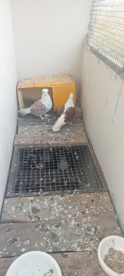 frill pack and king Modena pair