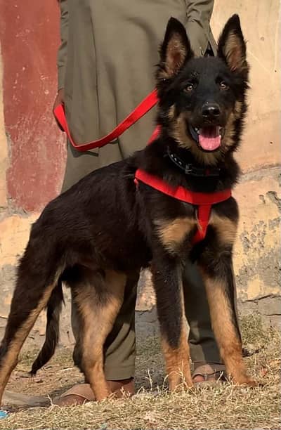 German shepherd  | High Quality | Imported dog for sale