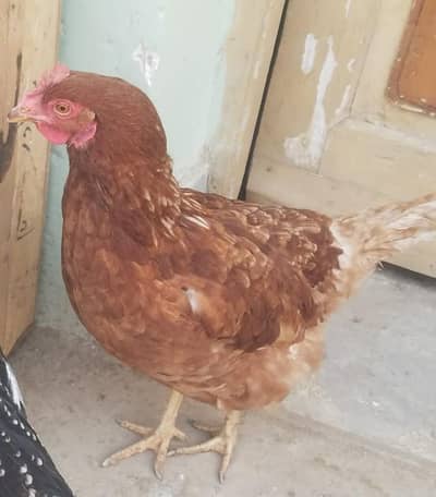 Lohman Hens for sale
