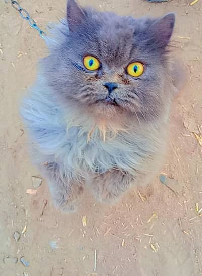 cute and lovely cat