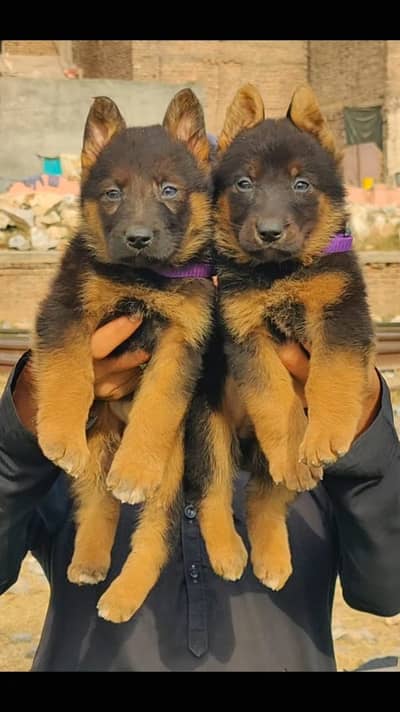 German shepherd pupies | single coat puppy | GSD | puppy for sale