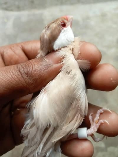 fown java or opal java