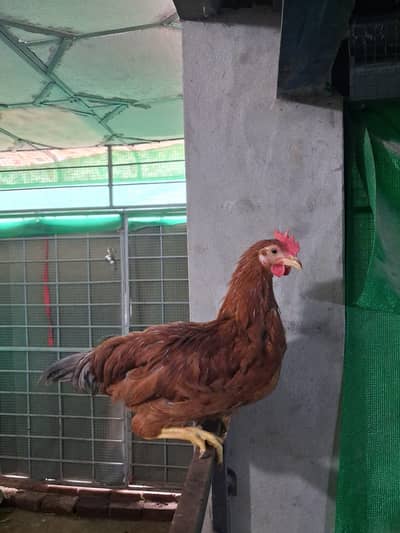 Misri Roosters for Sale – Fully Active and Vaccinated (8 Available)