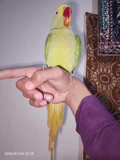 raw parrot hand team for sale 03054636833