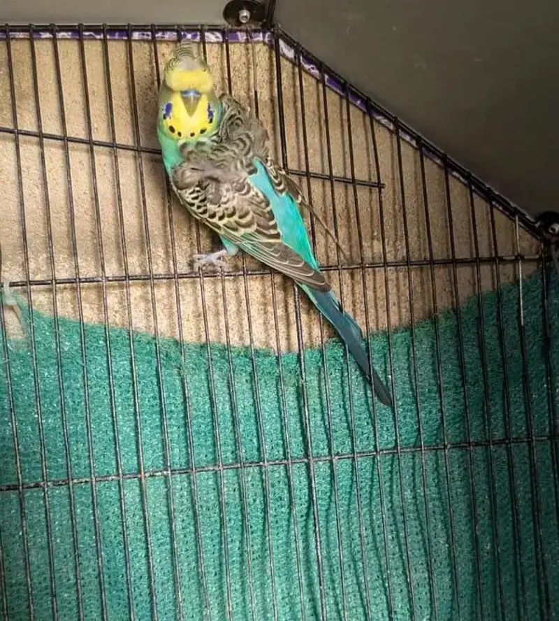 Bajree Birds | Albino | Black Face | Black Wings | Combos |Parrots — photo 11