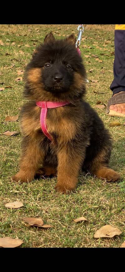 proper lopropar long coat bone structure black marks show quality