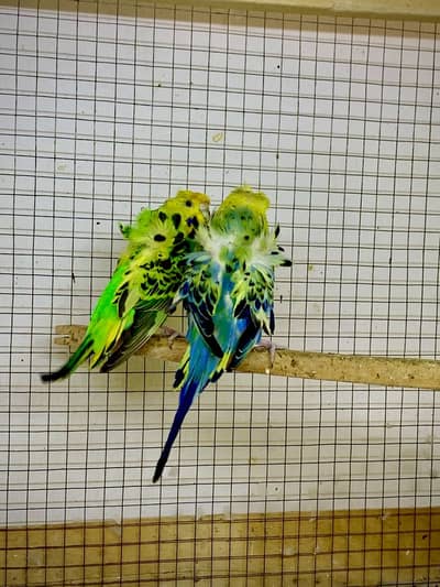 Rainbow budgies top quality hogoromo blackW/F exhibition quality budgi
