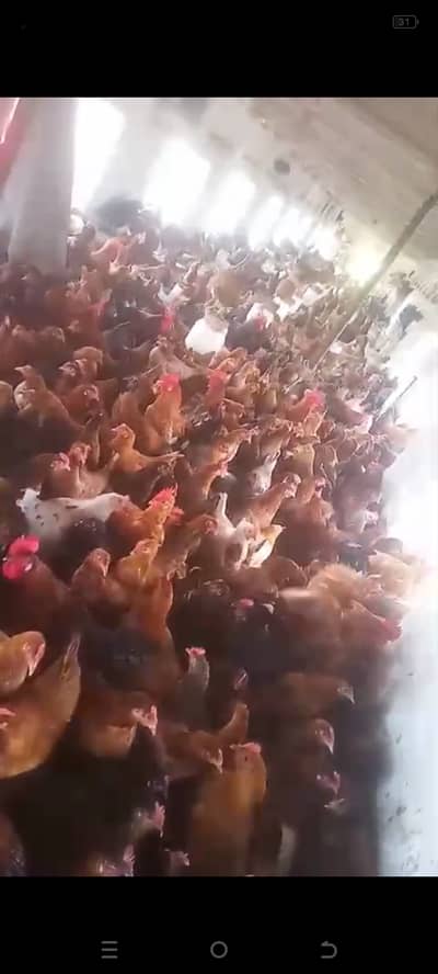 Golden desi murgi full egg production