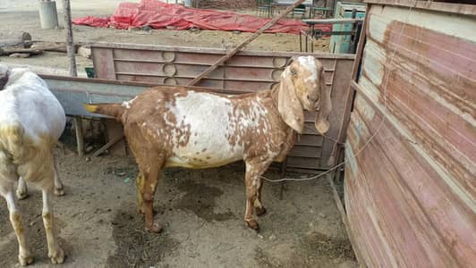 Goats Bakri