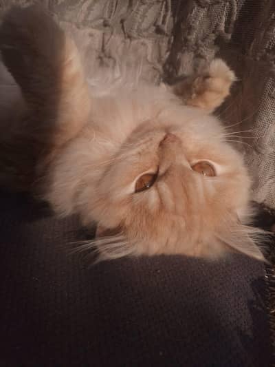 cat available for sale