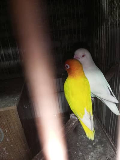 pairs urgent sale prise pitchers me attach it